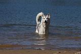 SIBERIAN HUSKY 577